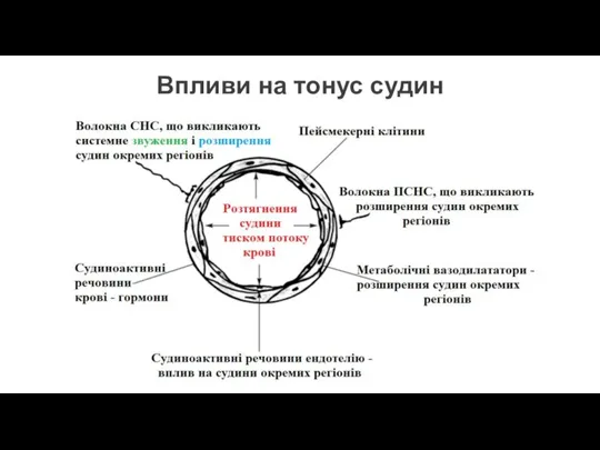 Впливи на тонус судин