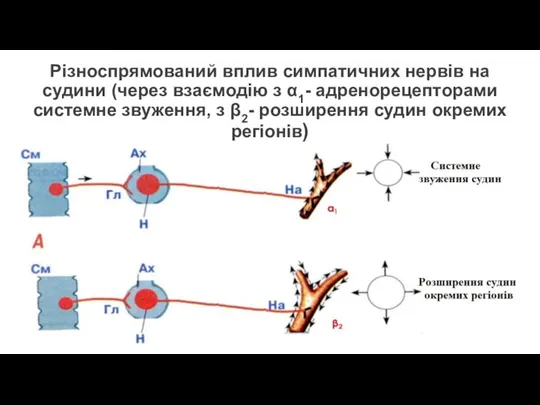 Різноспрямований вплив симпатичних нервів на судини (через взаємодію з α1- адренорецепторами системне