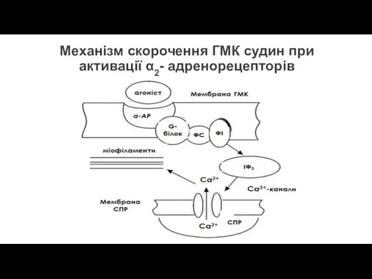 Механізм скорочення ГМК судин при активації α2- адренорецепторів