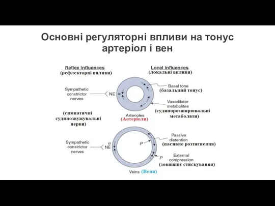 Основні регуляторні впливи на тонус артеріол і вен