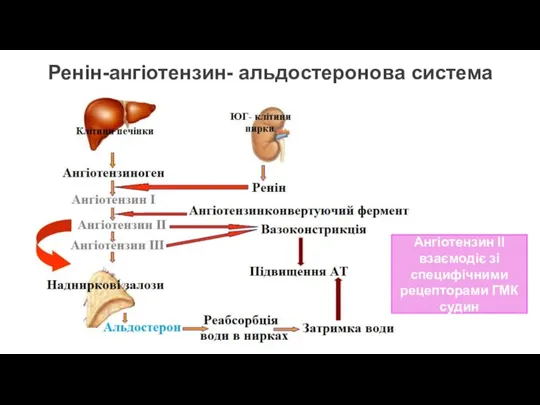 Ренін-ангіотензин- альдостеронова система Ангіотензин ІІ взаємодіє зі специфічними рецепторами ГМК судин