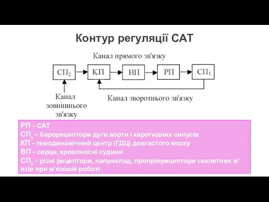 Контур регуляції САТ РП – САТ СП1 – барорецептори дуги аорти і