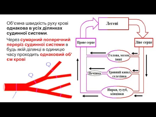 Об’ємна швидкість руху крові однакова в усіх ділянках судинної системи. Через сумарний