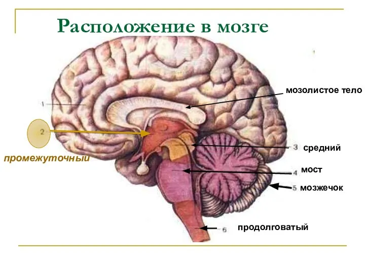 Расположение в мозге средний мост мозжечок продолговатый мозолистое тело промежуточный