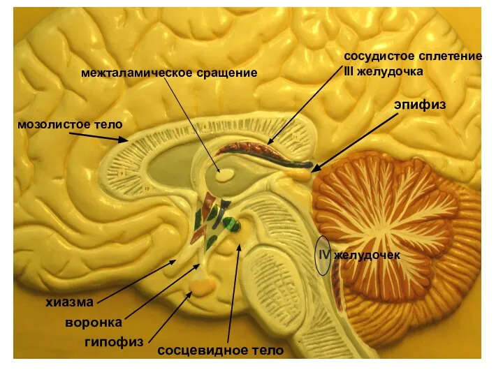 эпифиз хиазма воронка гипофиз сосцевидное тело межталамическое сращение сосудистое сплетение III желудочка мозолистое тело IV желудочек