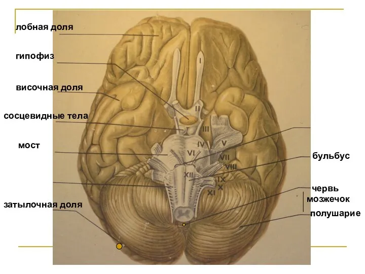 лобная доля гипофиз височная доля сосцевидные тела мост затылочная доля бульбус червь мозжечок полушарие