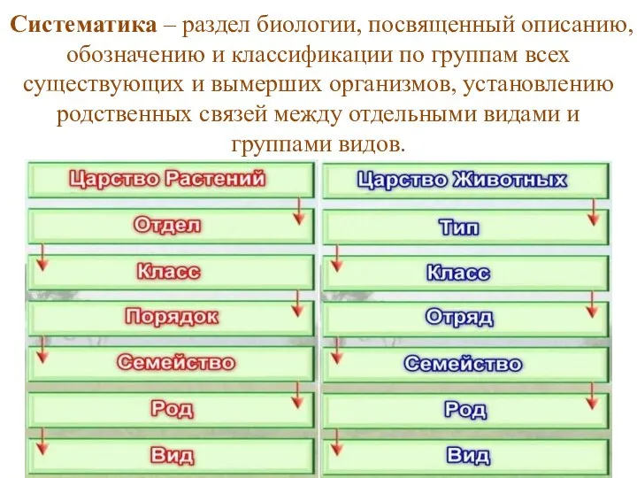 Систематика – раздел биологии, посвященный описанию, обозначению и классификации по группам всех