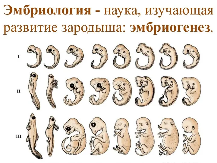 Эмбриология - наука, изучающая развитие зародыша: эмбриогенез.