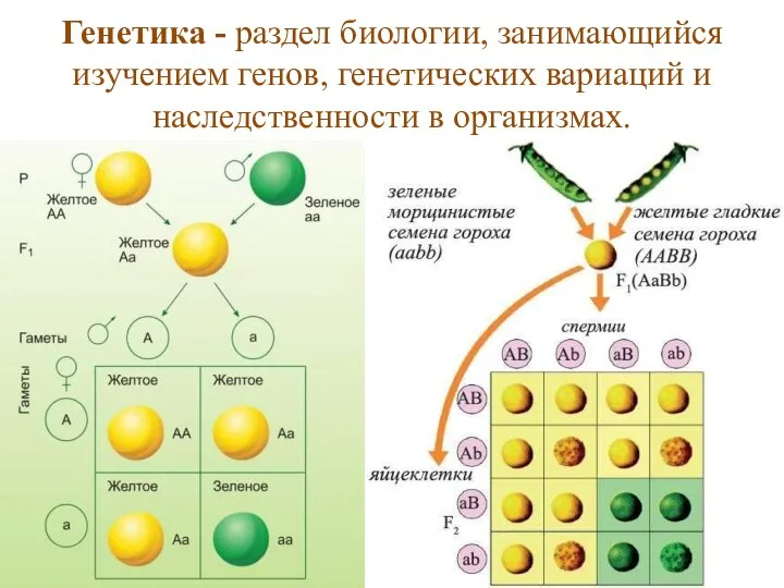 Генетика - раздел биологии, занимающийся изучением генов, генетических вариаций и наследственности в организмах.