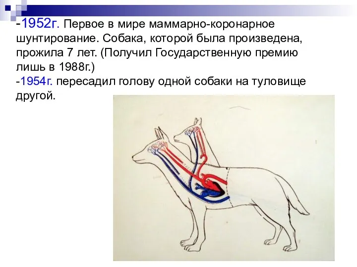 -1952г. Первое в мире маммарно-коронарное шунтирование. Собака, которой была произведена, прожила 7