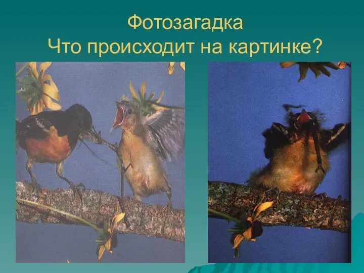 Фотозагадка Что происходит на картинке?