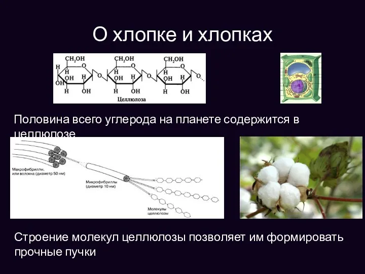 О хлопке и хлопках Половина всего углерода на планете содержится в целлюлозе