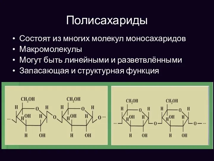 Полисахариды Состоят из многих молекул моносахаридов Макромолекулы Могут быть линейными и разветвлёнными Запасающая и структурная функция