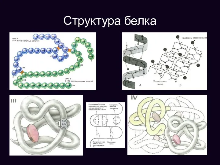 Структура белка