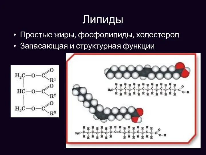 Липиды Простые жиры, фосфолипиды, холестерол Запасающая и структурная функции