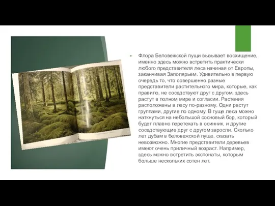 Флора Беловежской пущи вызывает восхищение, именно здесь можно встретить практически любого представителя