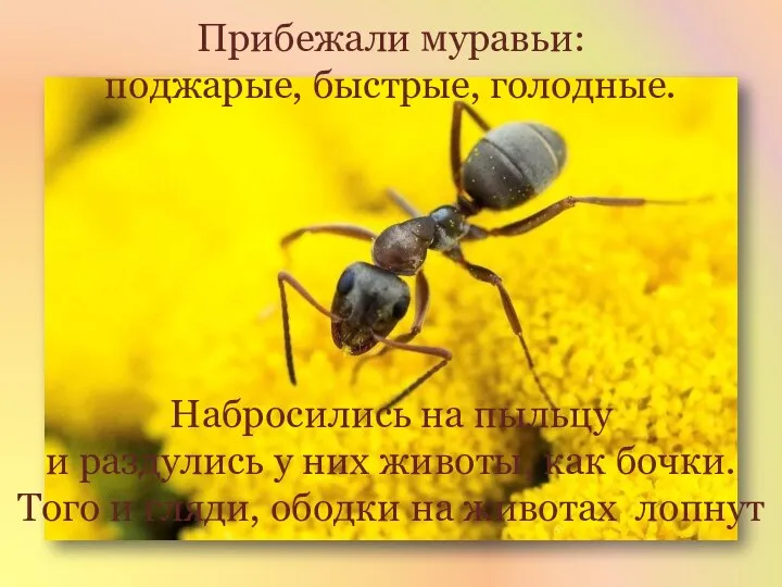 Прибежали муравьи: поджарые, быстрые, голодные. Набросились на пыльцу и раздулись у них