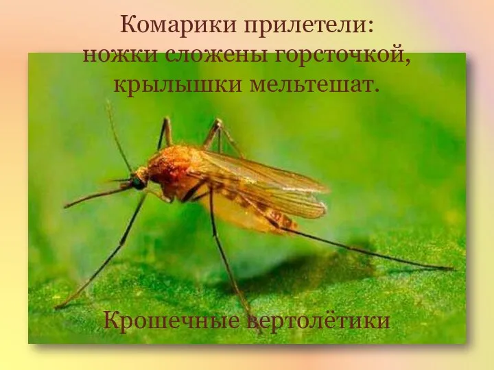 Комарики прилетели: ножки сложены горсточкой, крылышки мельтешат. Крошечные вертолётики