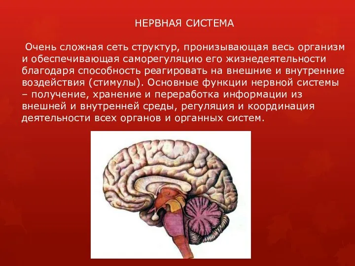 НЕРВНАЯ СИСТЕМА Очень сложная сеть структур, пронизывающая весь организм и обеспечивающая саморегуляцию