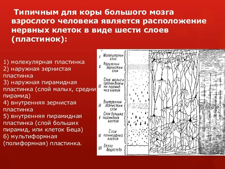 Типичным для коры большого мозга взрослого человека является расположение нервных клеток в