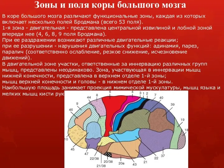 Зоны и поля коры большого мозга В коре большого мозга различают функциональные