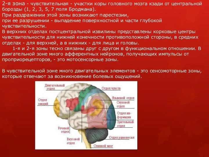 2-я зона - чувствительная - участки коры головного мозга кзади от центральной