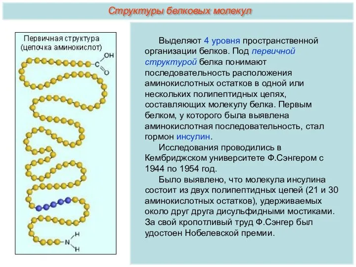 Выделяют 4 уровня пространственной организации белков. Под первичной структурой белка понимают последовательность