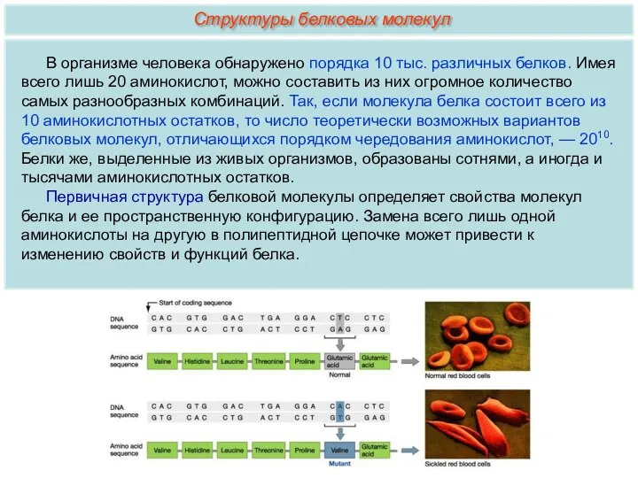 В организме человека обнаружено порядка 10 тыс. различных белков. Имея всего лишь