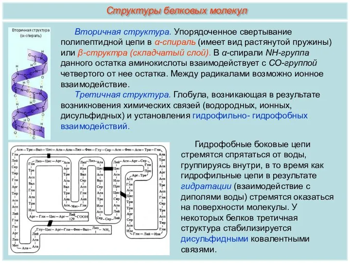 Вторичная структура. Упорядоченное свертывание полипептидной цепи в α-спираль (имеет вид растянутой пружины)