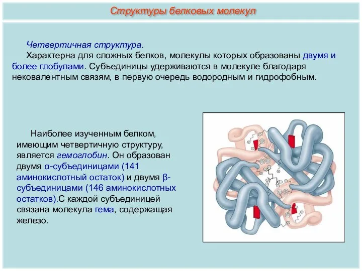 Наиболее изученным белком, имеющим четвертичную структуру, является гемоглобин. Он образован двумя α-субъединицами