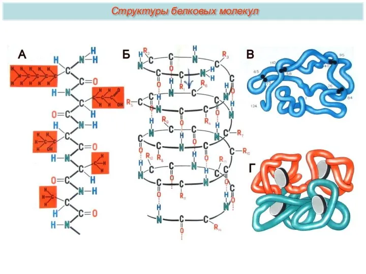 Структуры белковых молекул