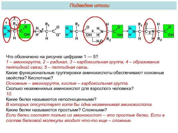 Что обозначено на рисунке цифрами 1 — 5? 1 – аминогруппа, 2