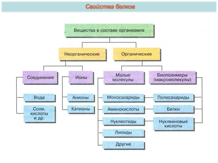 Свойства белков