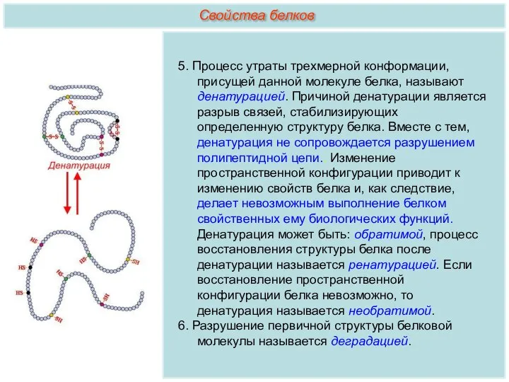 5. Процесс утраты трехмерной конформации, присущей данной молекуле белка, называют денатурацией. Причиной