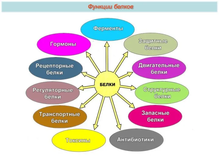 Функции белков