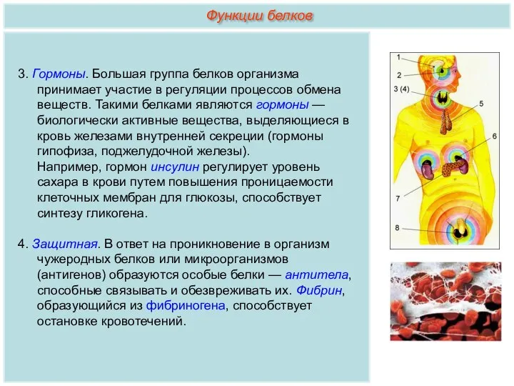 3. Гормоны. Большая группа белков организма принимает участие в регуляции процессов обмена