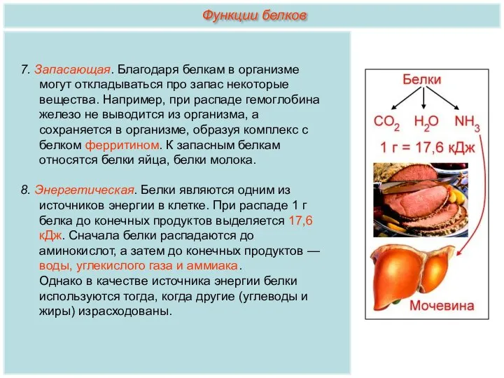 7. Запасающая. Благодаря белкам в организме могут откладываться про запас некоторые вещества.