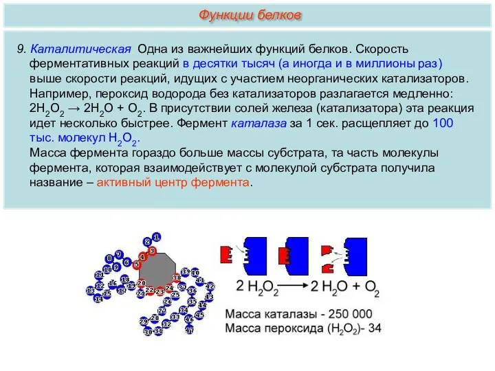 9. Каталитическая. Одна из важнейших функций белков. Скорость ферментативных реакций в десятки