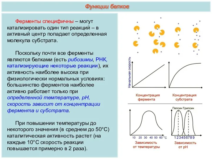 Ферменты специфичны – могут катализировать один тип реакций – в активный центр