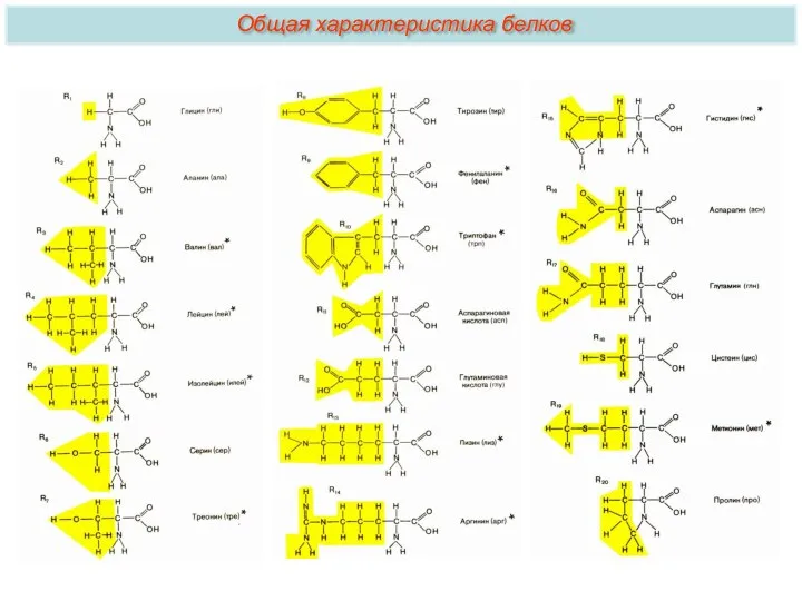 Общая характеристика белков