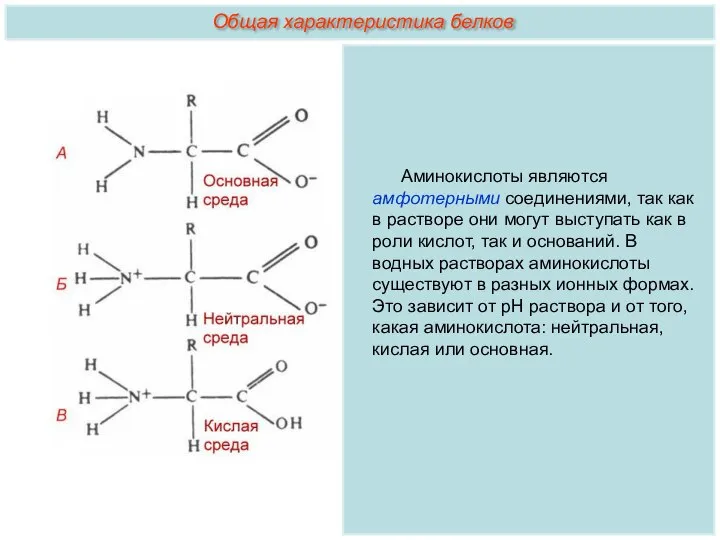 Аминокислоты являются амфотерными соединениями, так как в растворе они могут выступать как