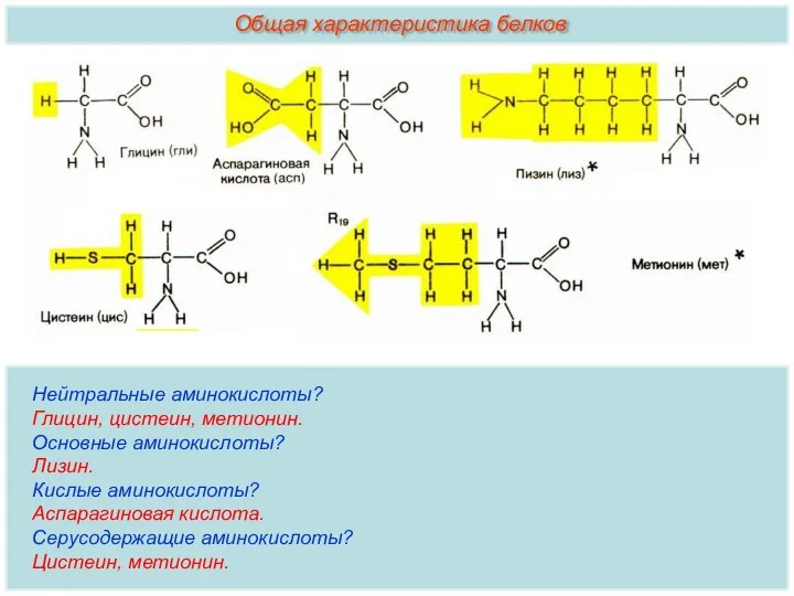 Нейтральные аминокислоты? Глицин, цистеин, метионин. Основные аминокислоты? Лизин. Кислые аминокислоты? Аспарагиновая кислота.