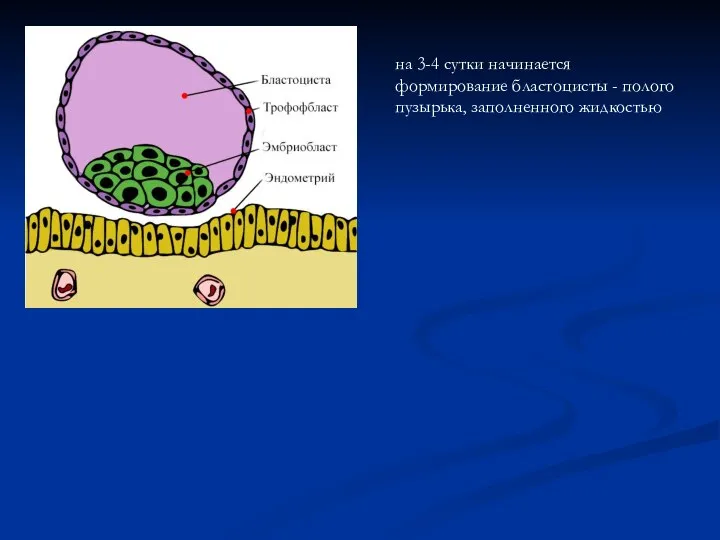 на 3-4 сутки начинается формирование бластоцисты - полого пузырька, заполненного жидкостью