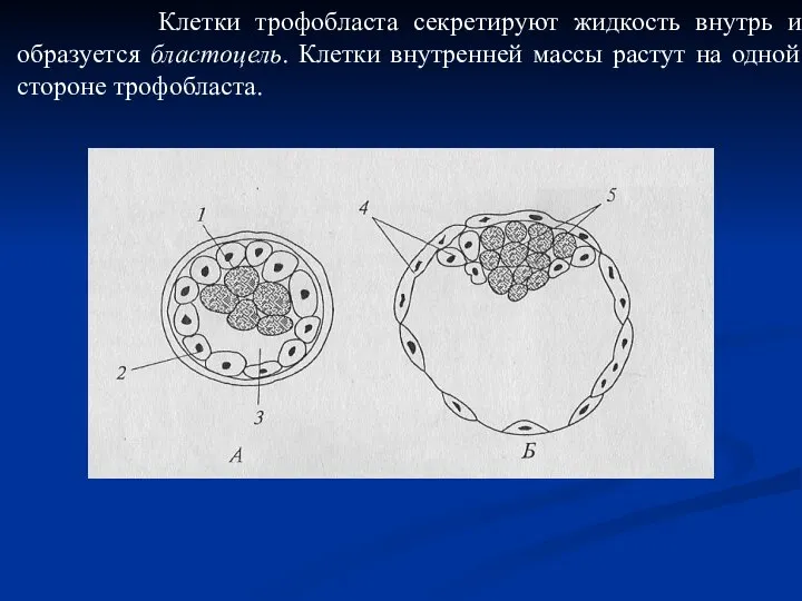 Клетки трофобласта секретируют жидкость внутрь и образуется бластоцель. Клетки внутренней массы растут на одной стороне трофобласта.