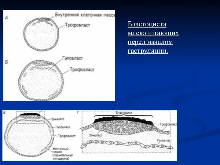 Бластоциста млекопитающих перед началом гаструляции.