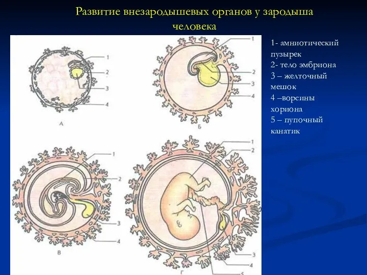 Развитие внезародышевых органов у зародыша человека 1- амниотический пузырек 2- тело эмбриона