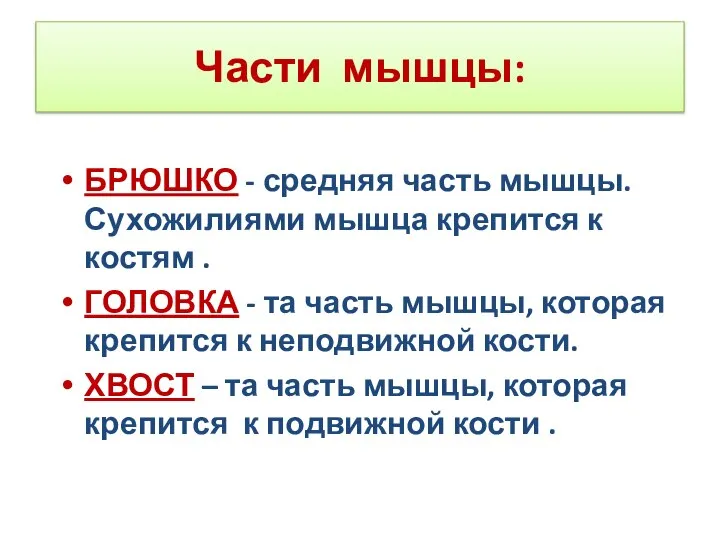 Части мышцы: БРЮШКО - средняя часть мышцы. Сухожилиями мышца крепится к костям