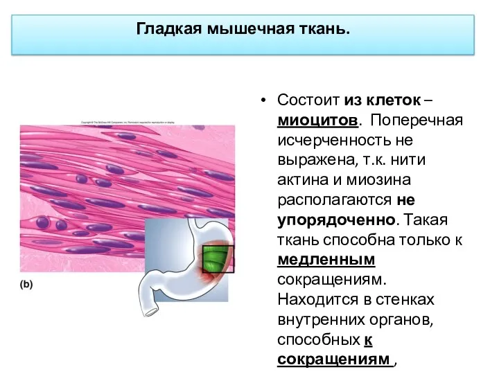 Гладкая мышечная ткань. Состоит из клеток – миоцитов. Поперечная исчерченность не выражена,