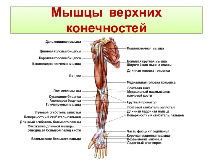Мышцы верхних конечностей