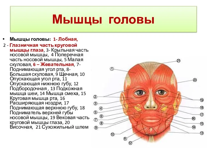 Мышцы головы Мышцы головы: 1- Лобная, 2 - Глазничная часть круговой мышцы